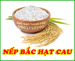 Nếp Bắc Hạt Cau 