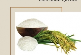 Gạo lài sữa mua sỉ ở đâu