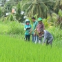 Giải pháp tối ưu phòng trừ bệnh cháy bìa lá